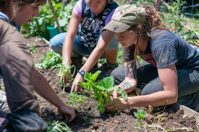 potager permaculture team building 3